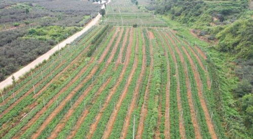 产业振兴 海阳打牢乡村发展基础，初级农产品成关键引擎