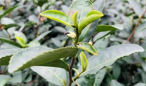 从昆明茶城说开 滇茶三十年，从初级农产品到世界香茗的蜕变之路