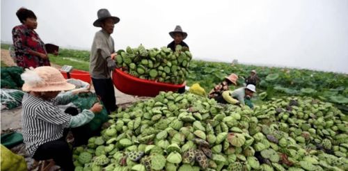 农产品的利润流向何方？新政体系升级，包地大户迎来机遇