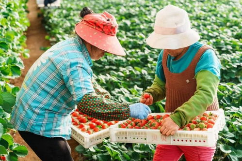 筑牢初级农产品品牌保护的坚实防线 策略与路径