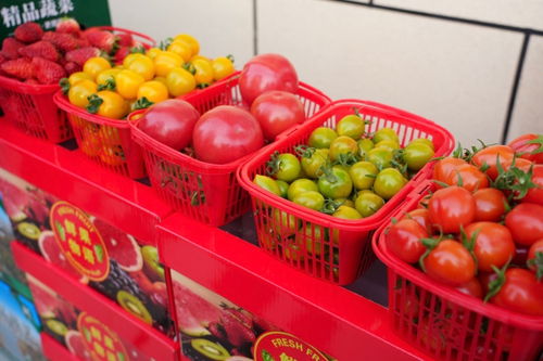 新春走基层 黄土高原的产业之花——佳县朱官寨镇初级农产品发展纪实