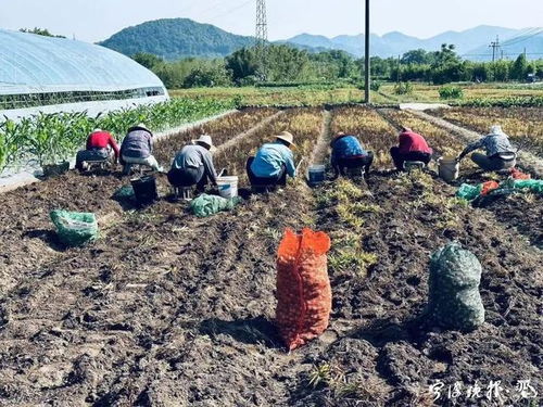 价格狂飙，宁波初级农产品市场出现借钱囤货现象